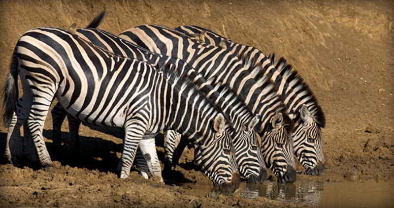 Black Rhino Game Lodge Ruighoek Mine Dış mekan fotoğraf