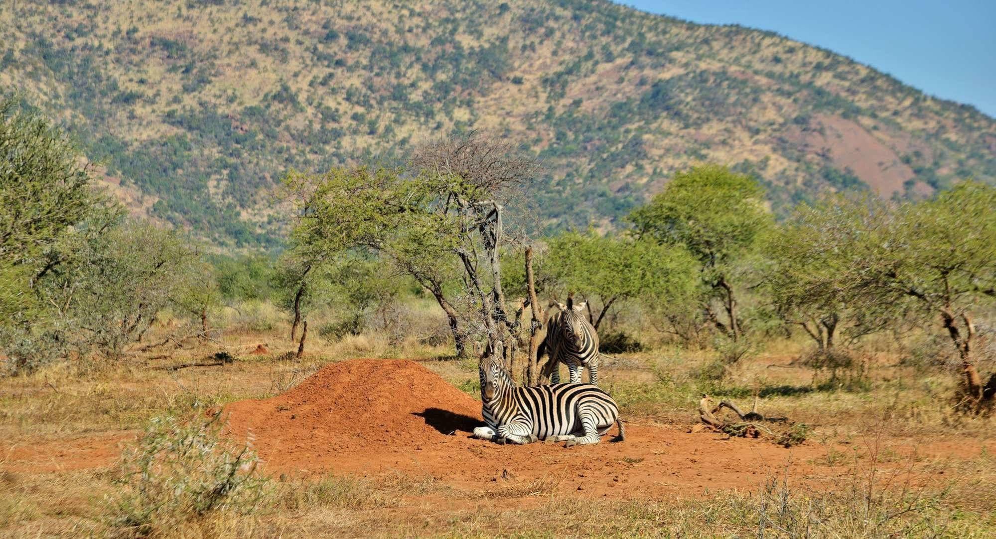 Black Rhino Game Lodge Ruighoek Mine Dış mekan fotoğraf